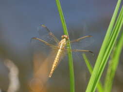 Image of Neurothemis intermedia (Rambur 1842)