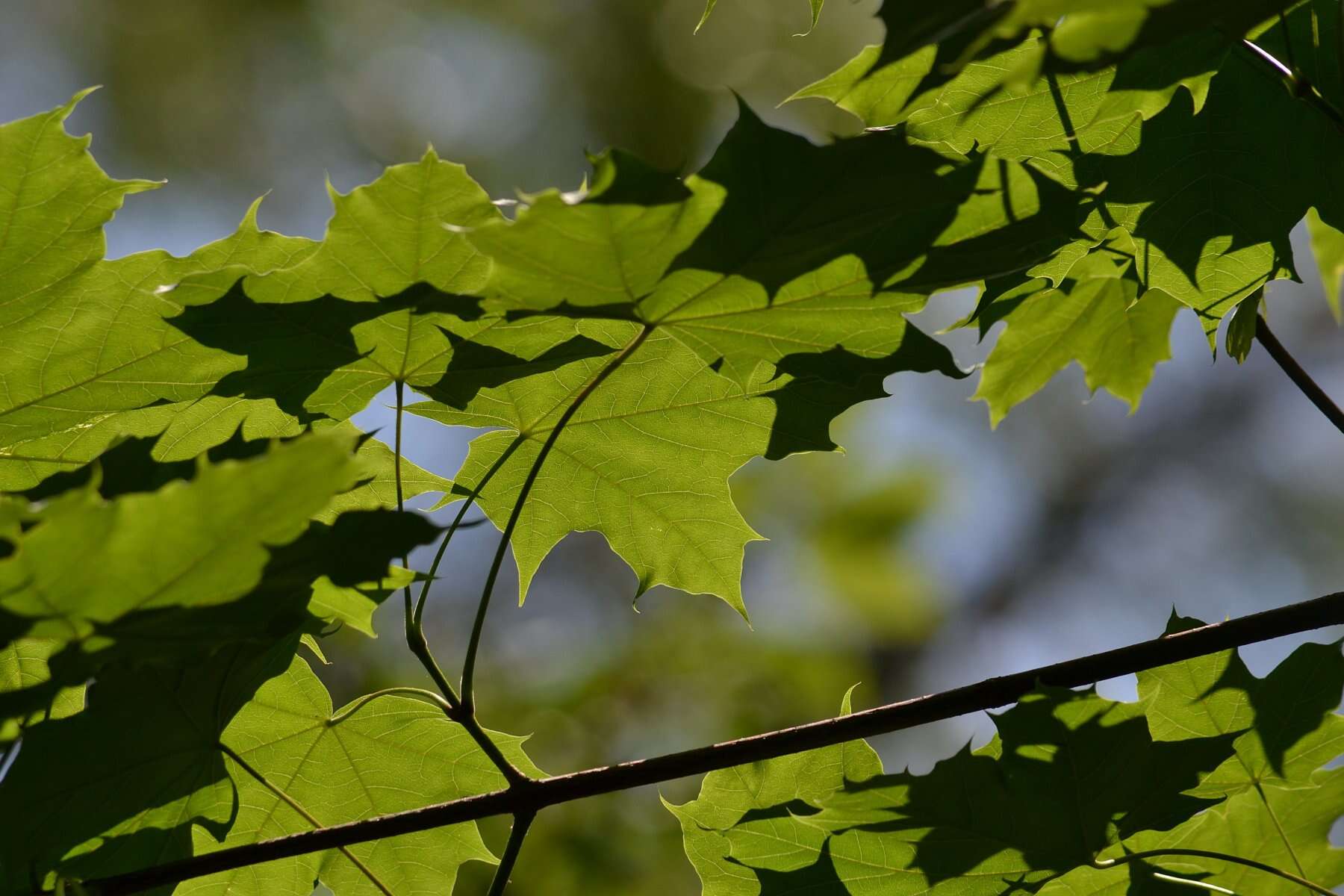 Sivun metsävaahtera kuva