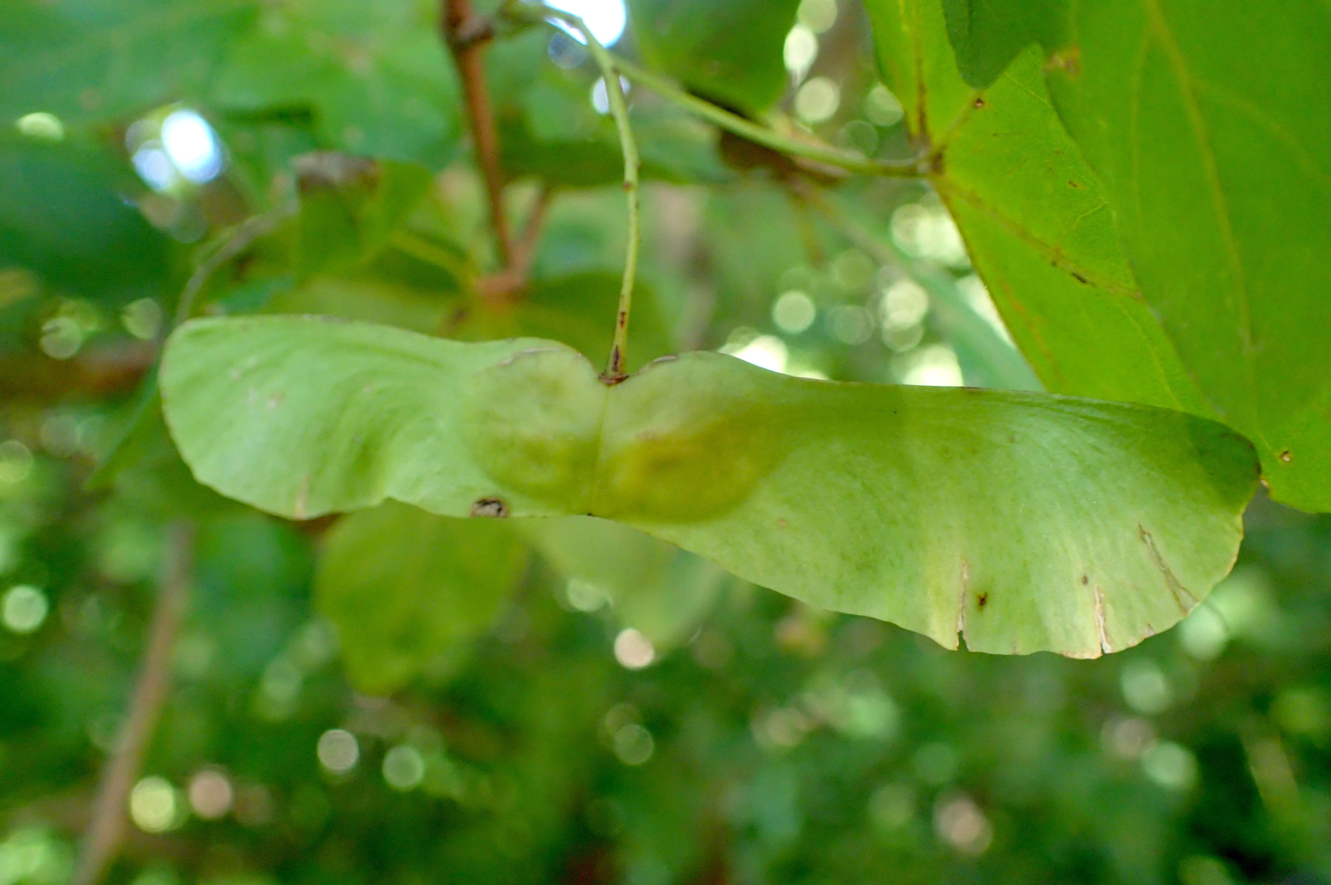 Image of Acer pilosum Maxim.