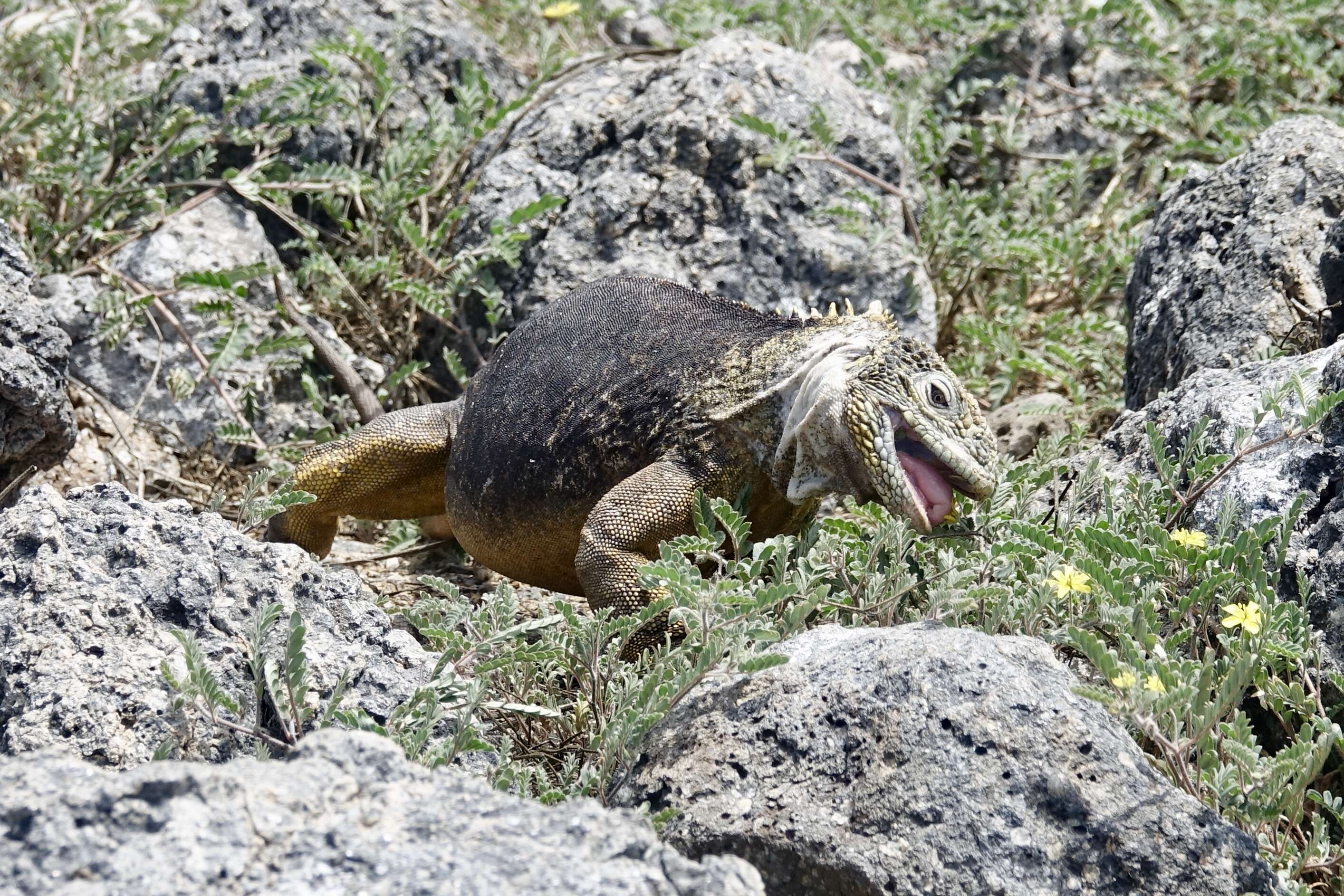 Image of Galapagos Land Iguana