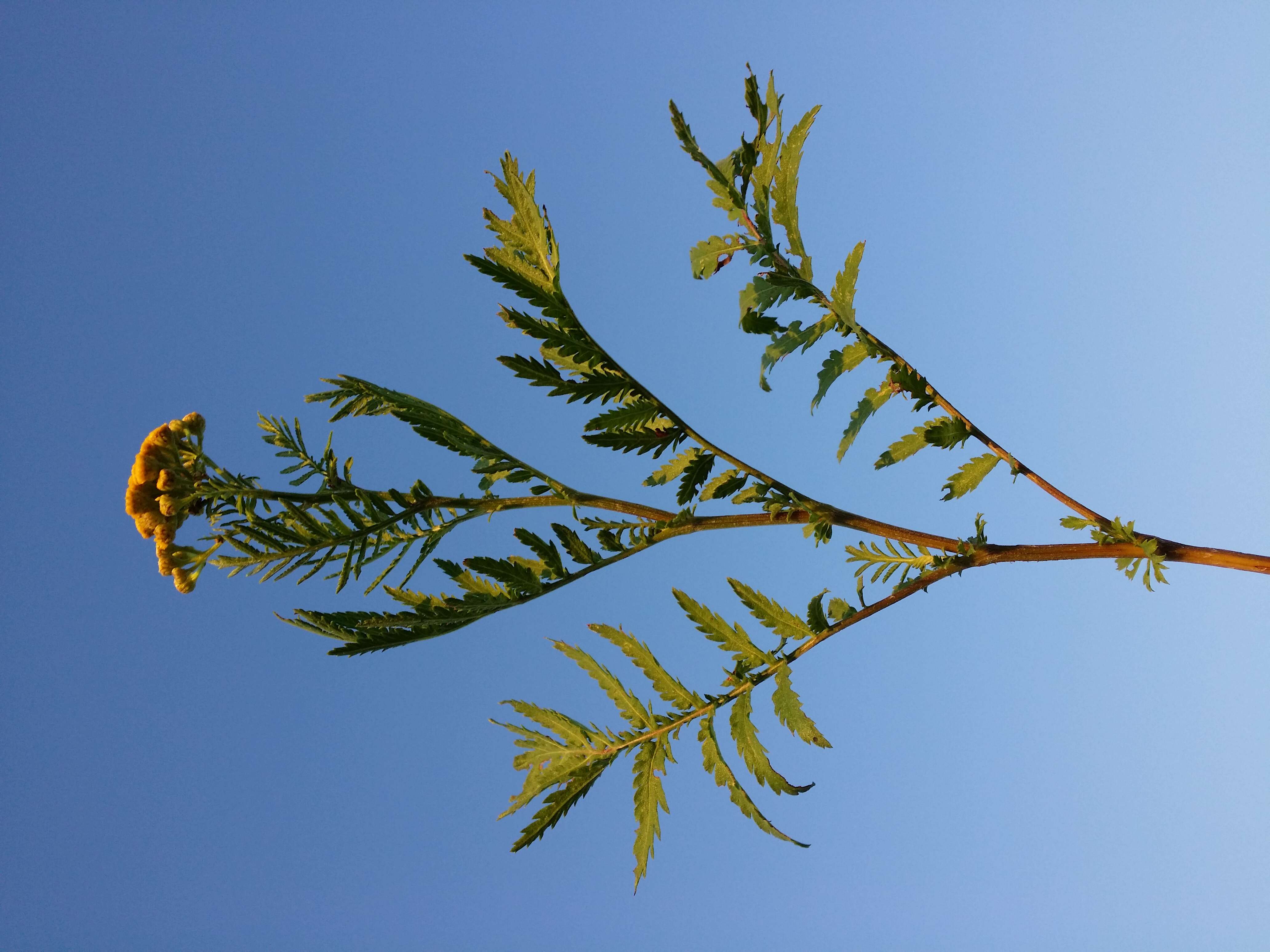 Image of common tansy