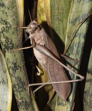 Image of Mecopoda elongata (Linnaeus 1758)