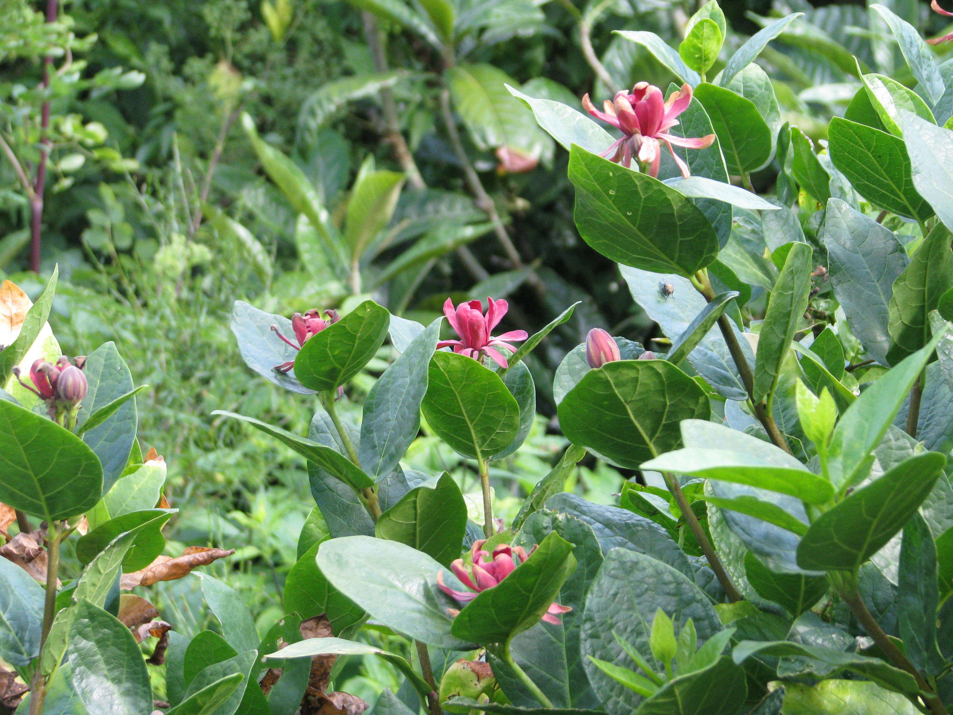 Image of western sweetshrub