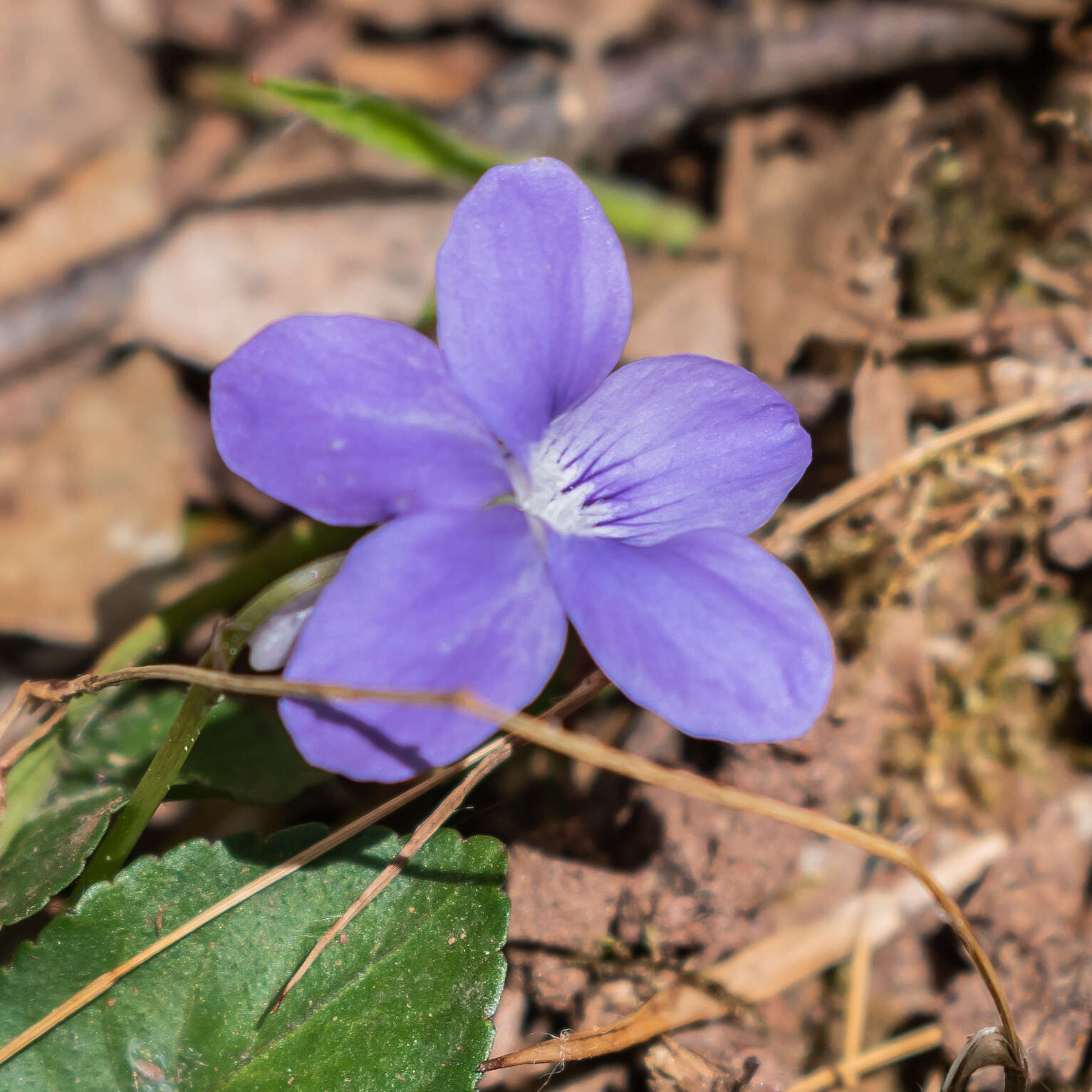 Image of common dog-violet