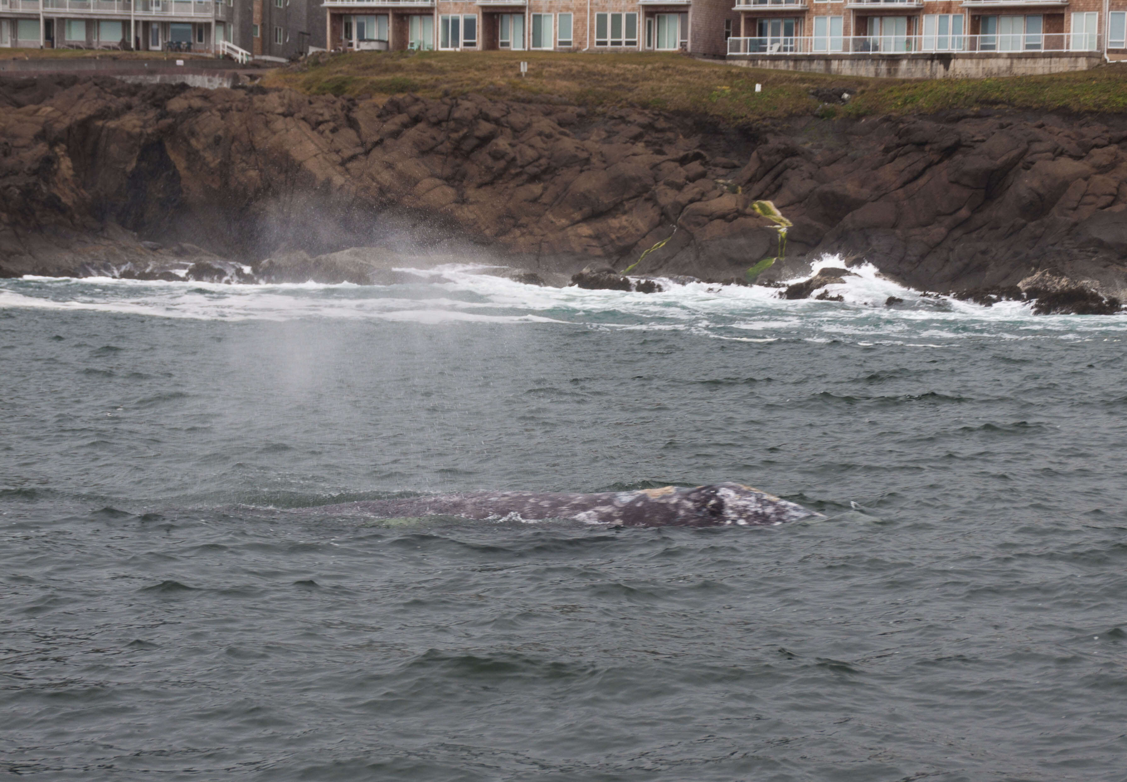 Image of gray whales