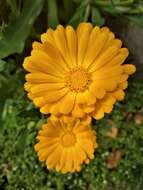 Image of field marigold