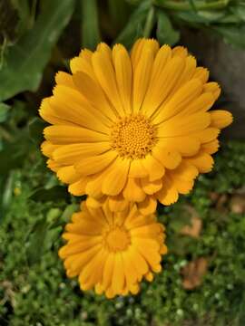 Image of field marigold