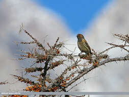 Image of Fire-fronted Serin