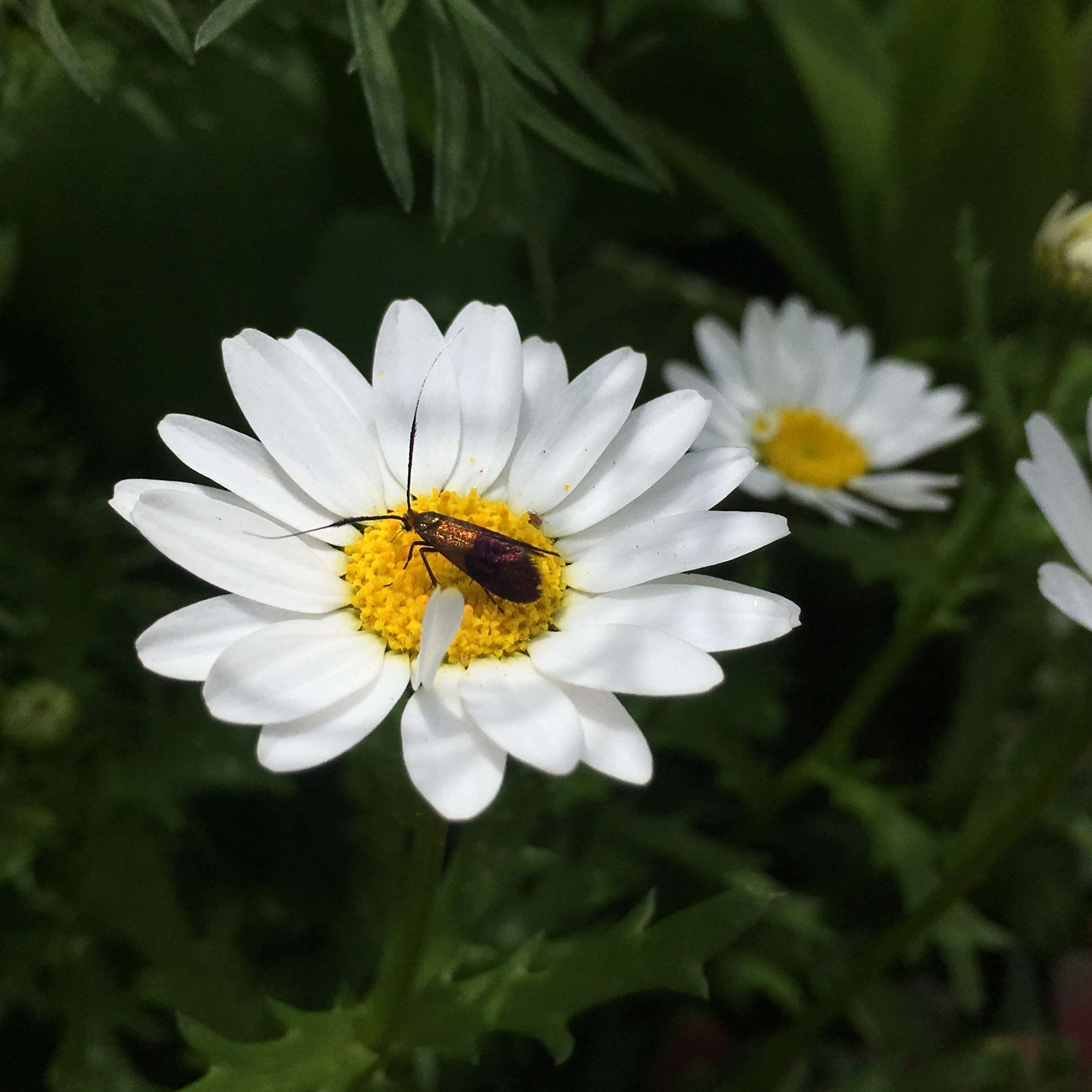 Image of Nemophora