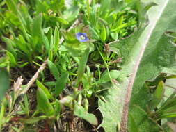 Image of common speedwell