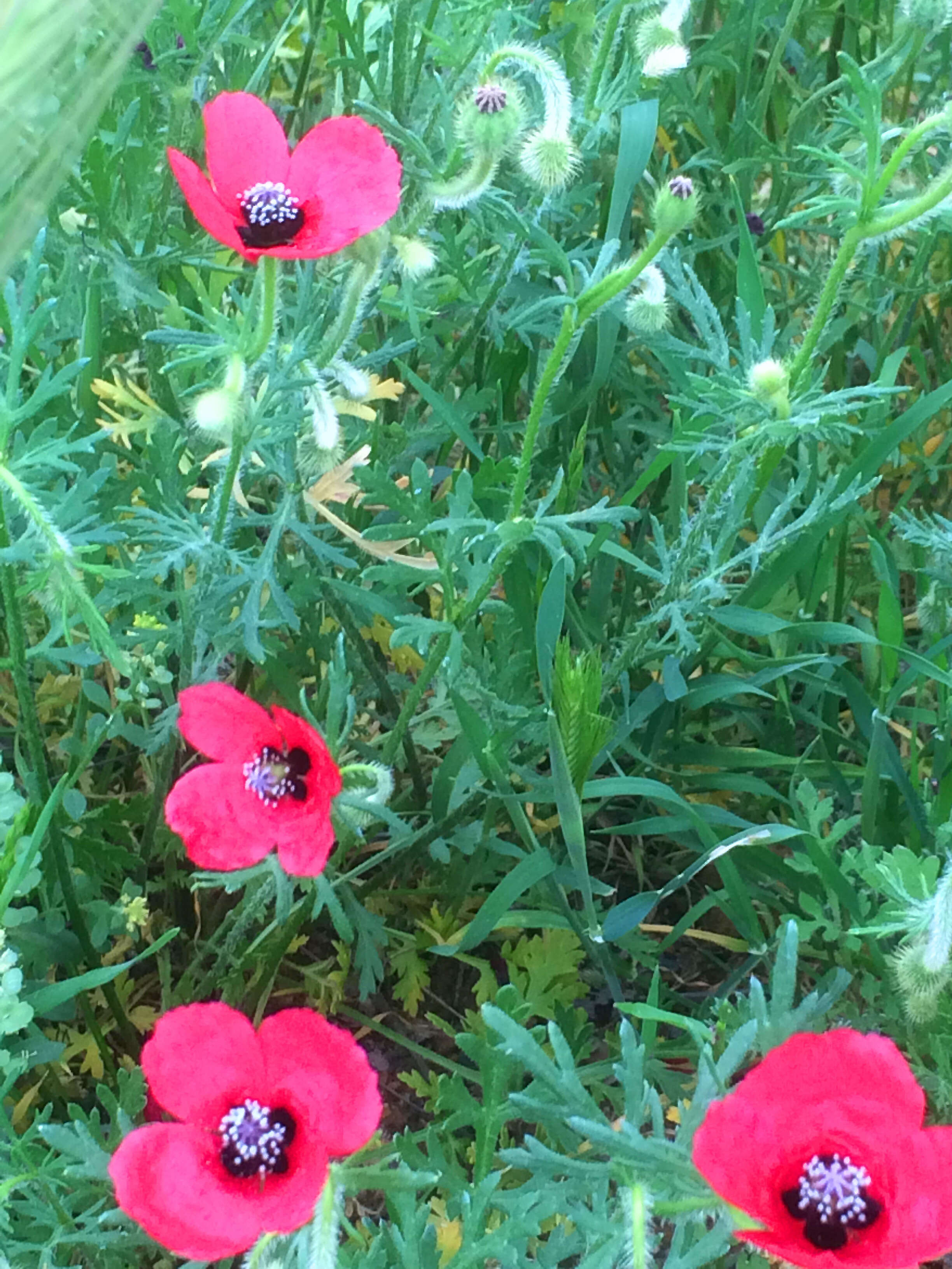 Image of round pricklyhead poppy