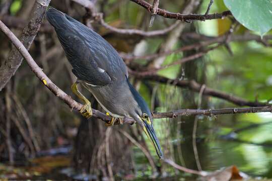 Image of Green-backed Heron