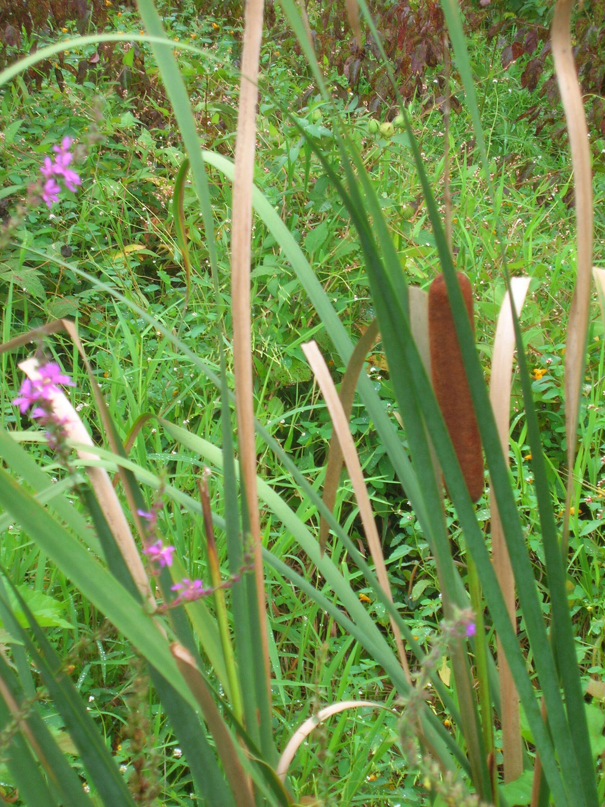 Image of Bulrush