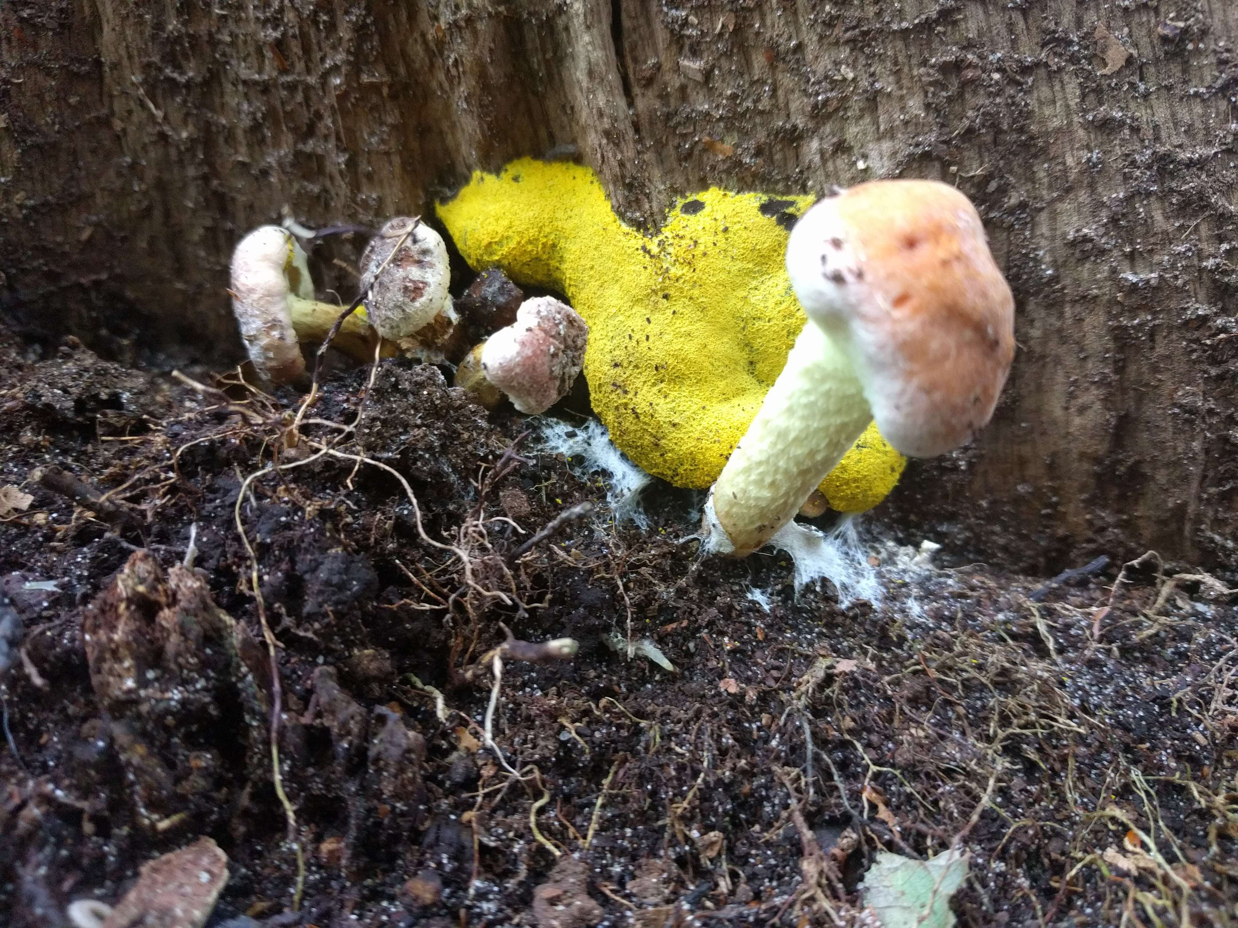 Image of Dog vomit slime mold