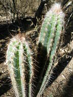 Image of Pilosocereus leucocephalus (Poselg.) Byles & G. D. Rowley