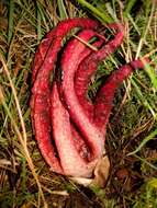 Image of octopus stinkhorn