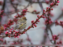 Image of Fire-fronted Serin