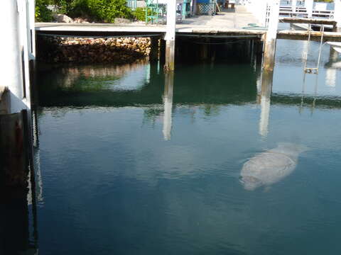 Image of manatees