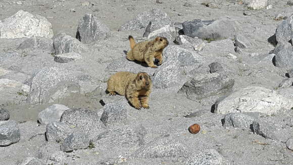 Image of Himalayan Marmot