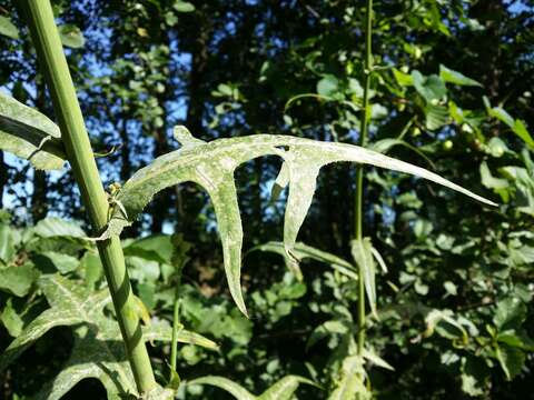 Image of marsh sow-thistle