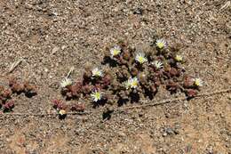 Mesembryanthemum nodiflorum L.的圖片