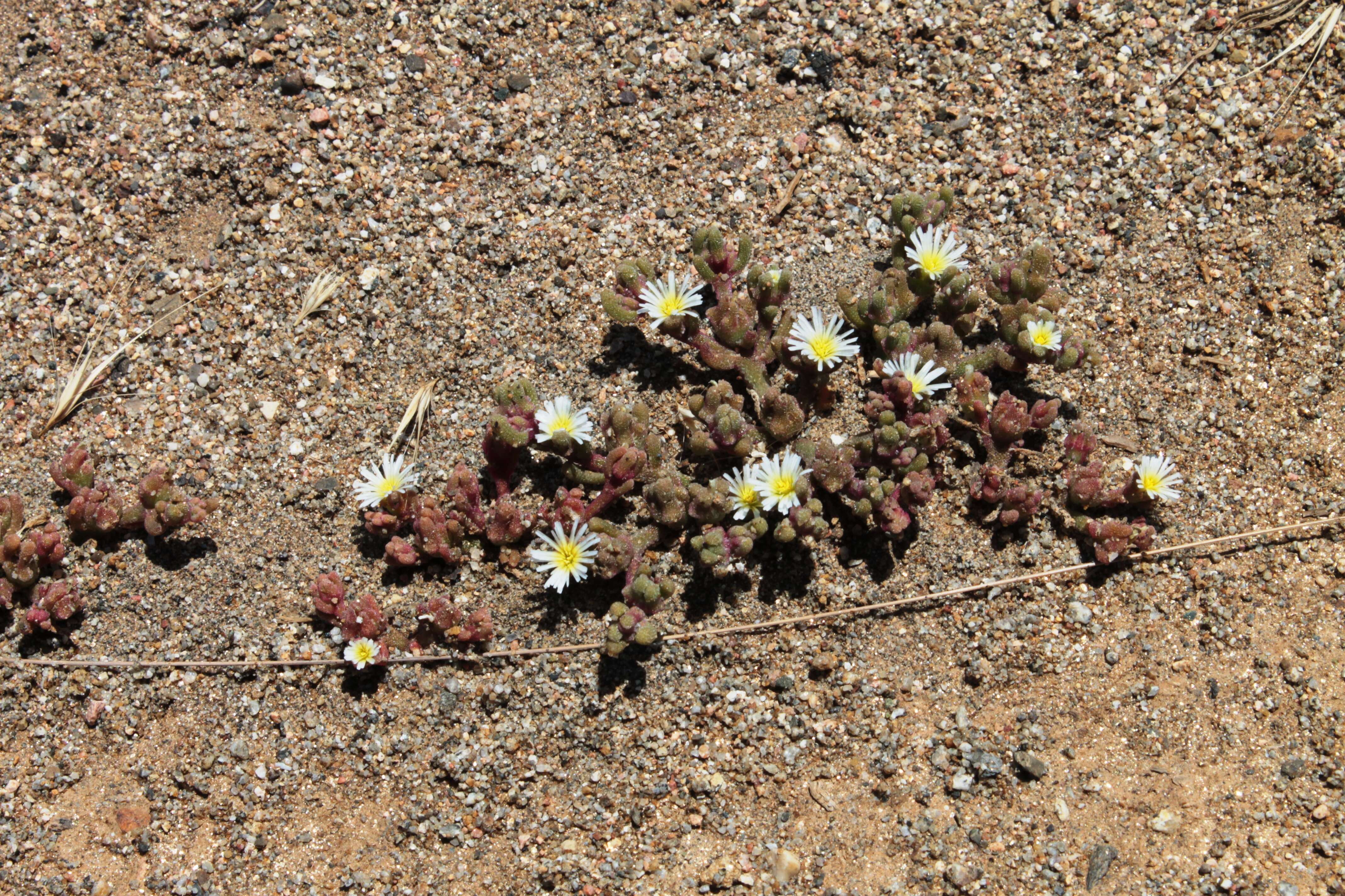 Mesembryanthemum nodiflorum L.的圖片