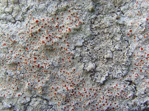 Image of yellow bloodstain lichen