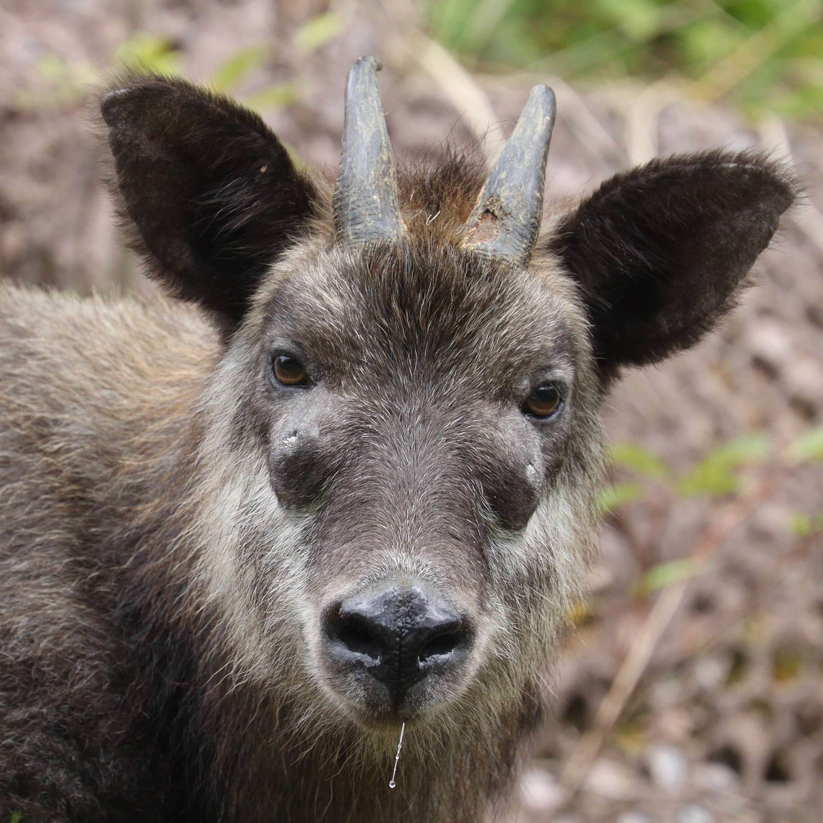 Image of Japanese Serow