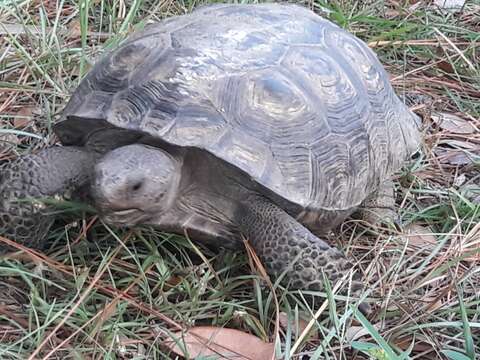 Image of (Florida) Gopher Tortoise