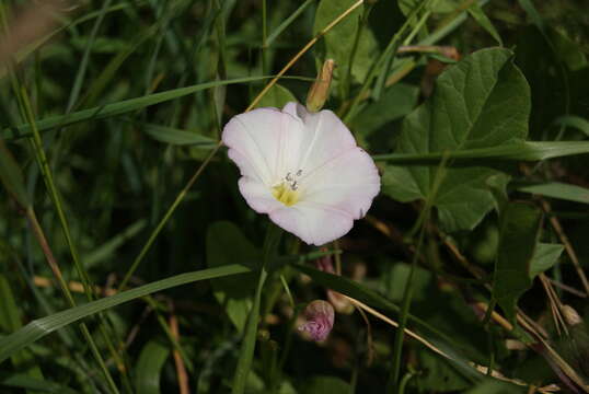 Image of Field Bindweed