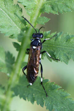 Image of <i>Macrophya duodecimpunctata</i>