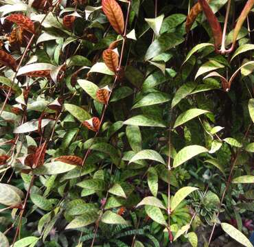 Image of Aeschynanthus longicaulis Wall. ex R. Brown