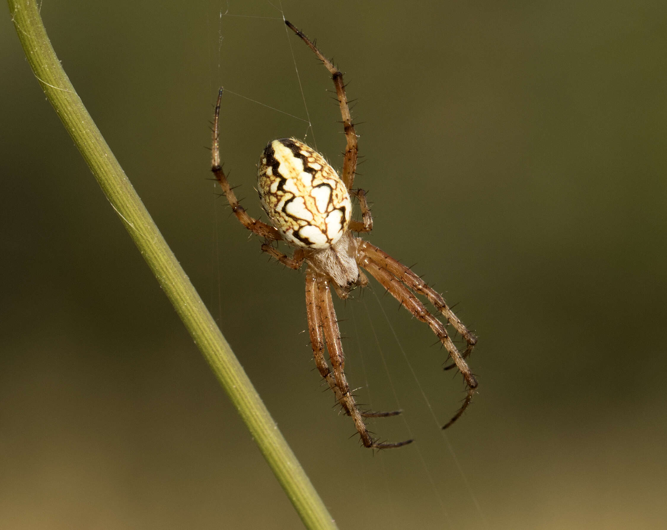 Image of Neoscona adianta (Walckenaer 1802)