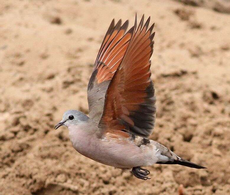 Image of Emerald-spotted Dove