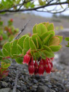 Image de Vaccinium reticulatum Sm.