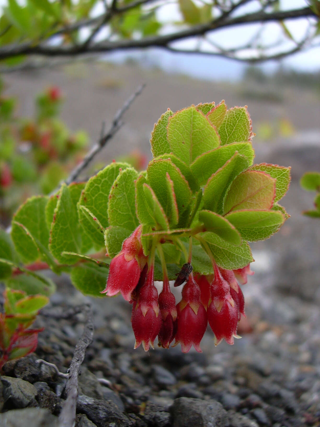 Image de Vaccinium reticulatum Sm.