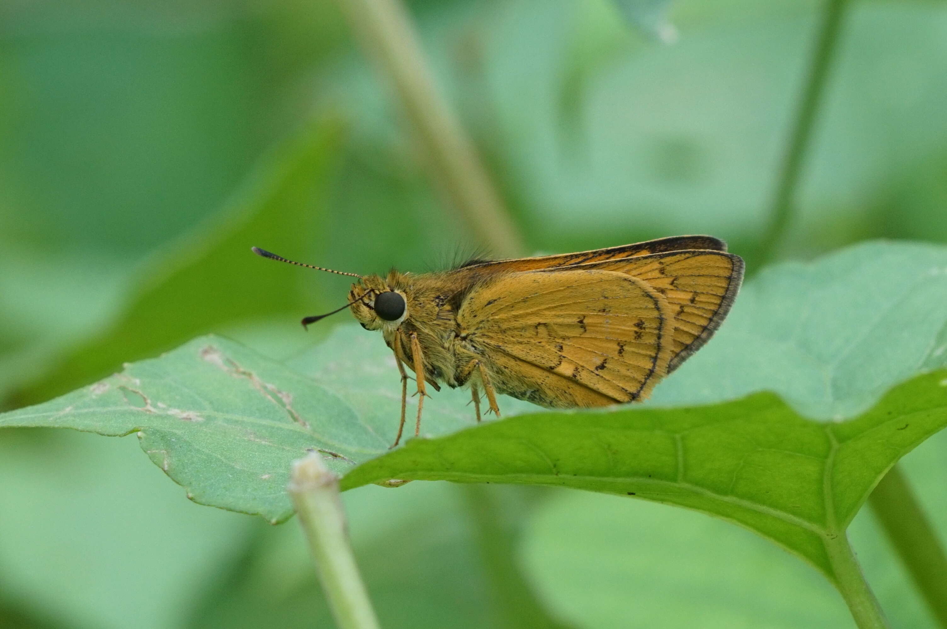 Image of Telicota bambusae