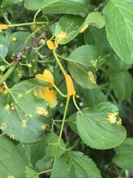 Image de Puccinia coronata Corda 1837