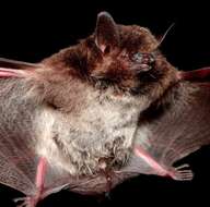 Image of Silver-tipped Myotis