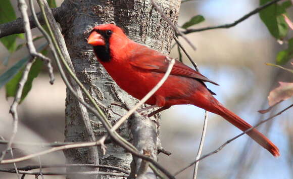 Image of Cardinalis Bonaparte 1838