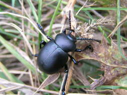 Image of Timarcha tenebricosa