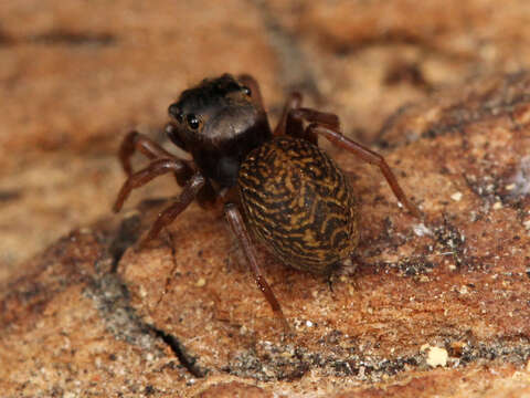 Image of Chinattus parvulus (Banks 1895)