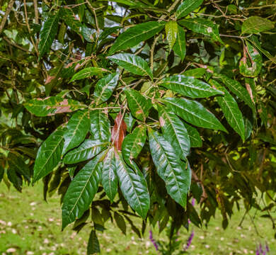 Image of Quercus germana Schltdl. & Cham.