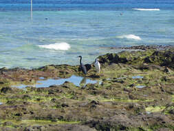 Image of Eastern Reef Egret