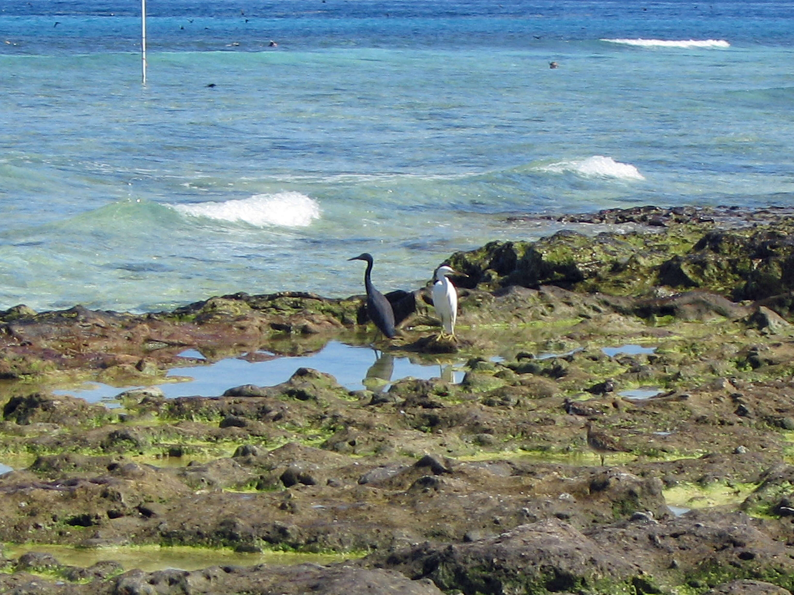 Image of Eastern Reef Egret