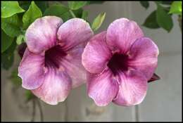 Image of purple allamanda