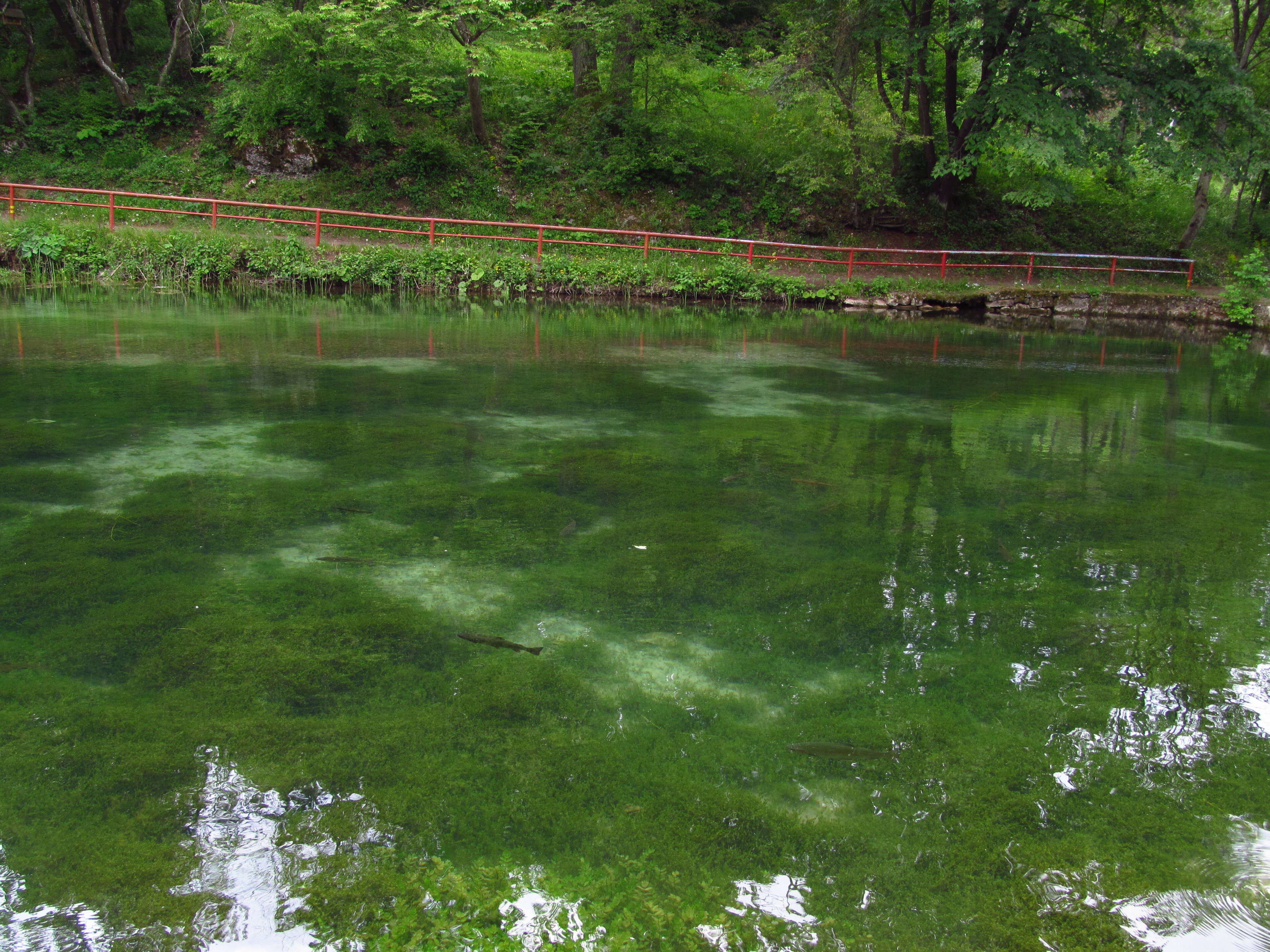 Image of Stonewort