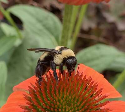 Слика од Bombus fraternus (Smith 1854)