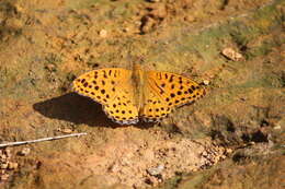 Image of Argynnis hyperbius