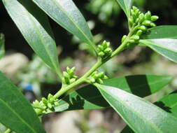 Image of Sarcococca saligna (D. Don) Müll. Arg.